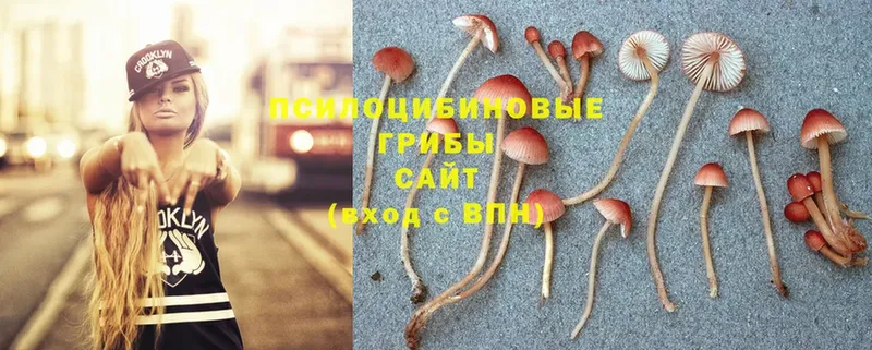 что такое   Данков  Псилоцибиновые грибы Magic Shrooms 